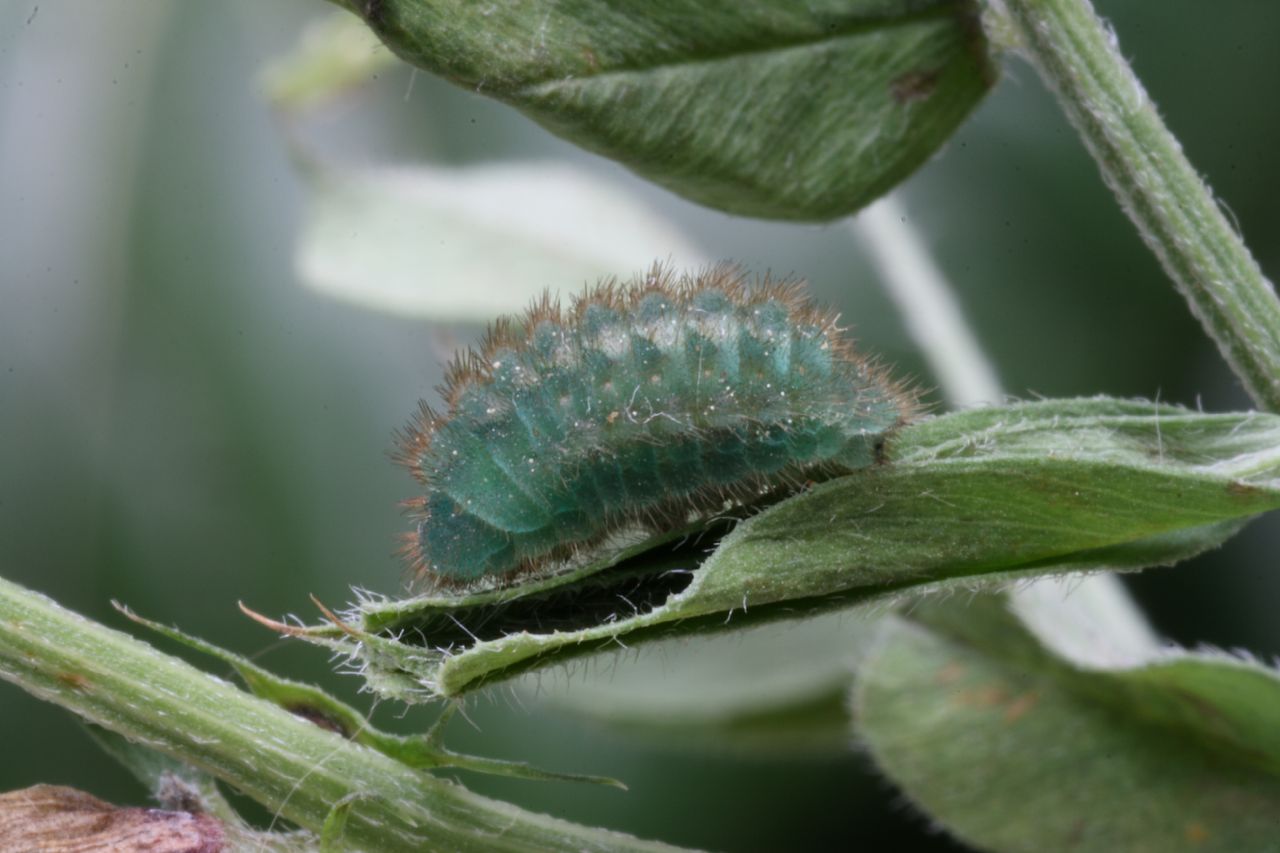 identificazione bruco: Callophrys rubi (Lycaenidae)